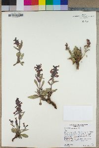 Penstemon calcareus image