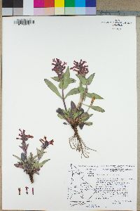 Penstemon calcareus image