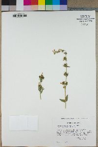 Penstemon deustus subsp. heterander image