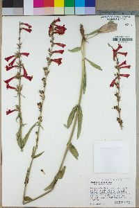 Penstemon eatonii subsp. undosus image