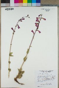 Penstemon floridus image