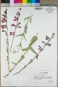 Penstemon floridus image