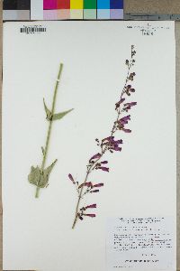 Penstemon floridus image