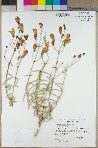 Penstemon fruticiformis image