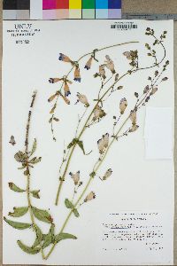 Penstemon grinnellii var. scrophularioides image