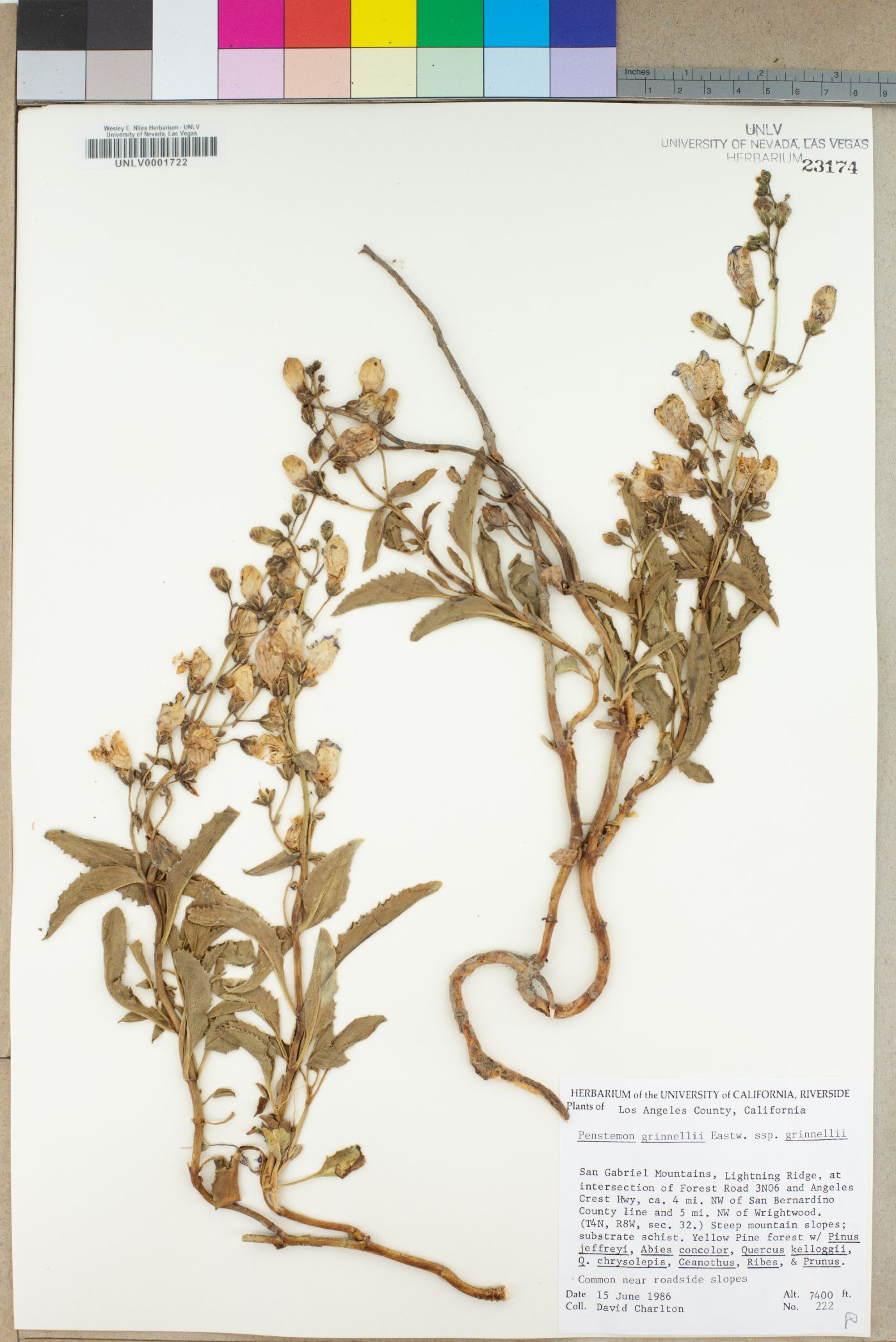 Penstemon grinnellii subsp. grinnellii image