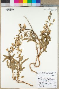 Penstemon grinnellii subsp. grinnellii image