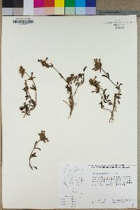 Penstemon heterodoxus image