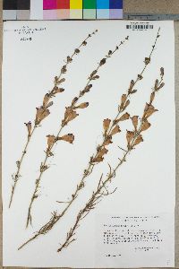 Penstemon heterophyllus image