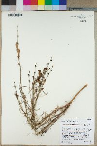 Penstemon heterophyllus image