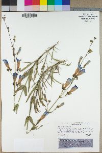 Penstemon neotericus image