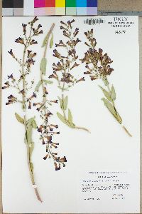 Penstemon patens image