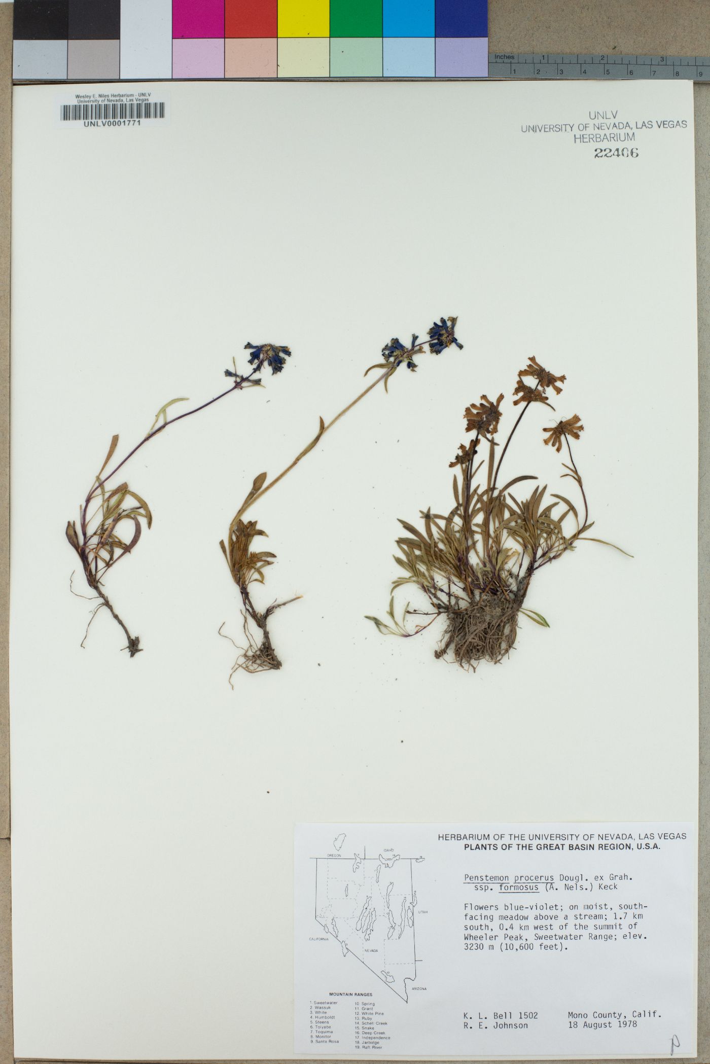 Penstemon procerus subsp. formosus image