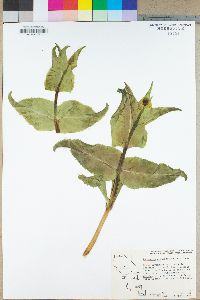 Penstemon pseudospectabilis image