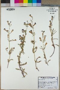 Penstemon roezlii image