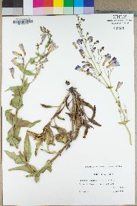 Penstemon spectabilis image