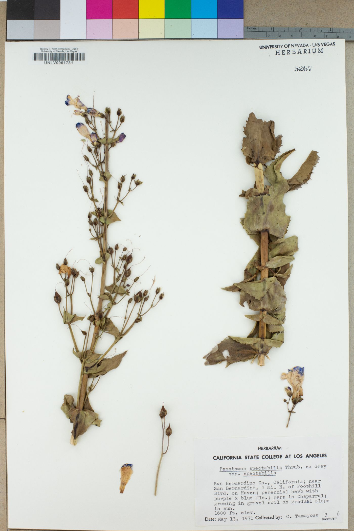 Penstemon spectabilis subsp. spectabilis image