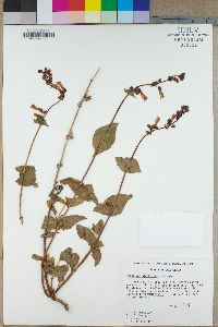 Penstemon stephensii image