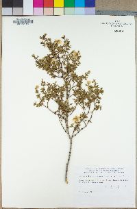 Larrea tridentata image