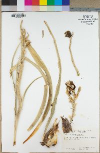 Hesperocallis undulata image