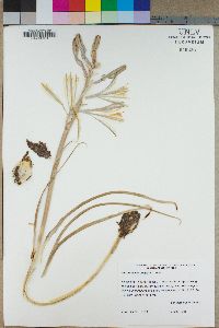 Hesperocallis undulata image