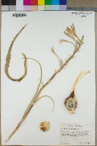 Hesperocallis undulata image