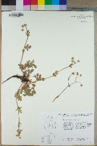 Potentilla drummondii image