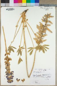 Lupinus magnificus image