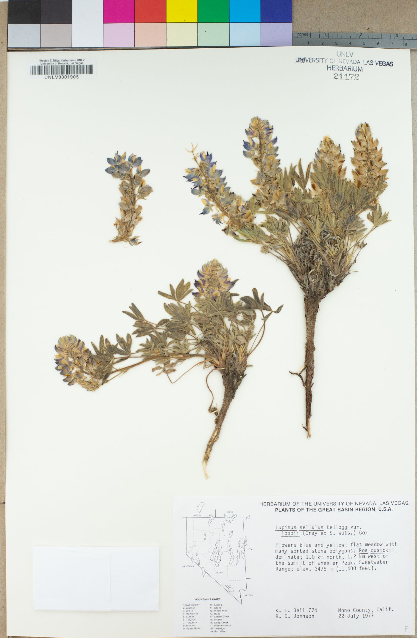 Lupinus sellulus var. lobbii image