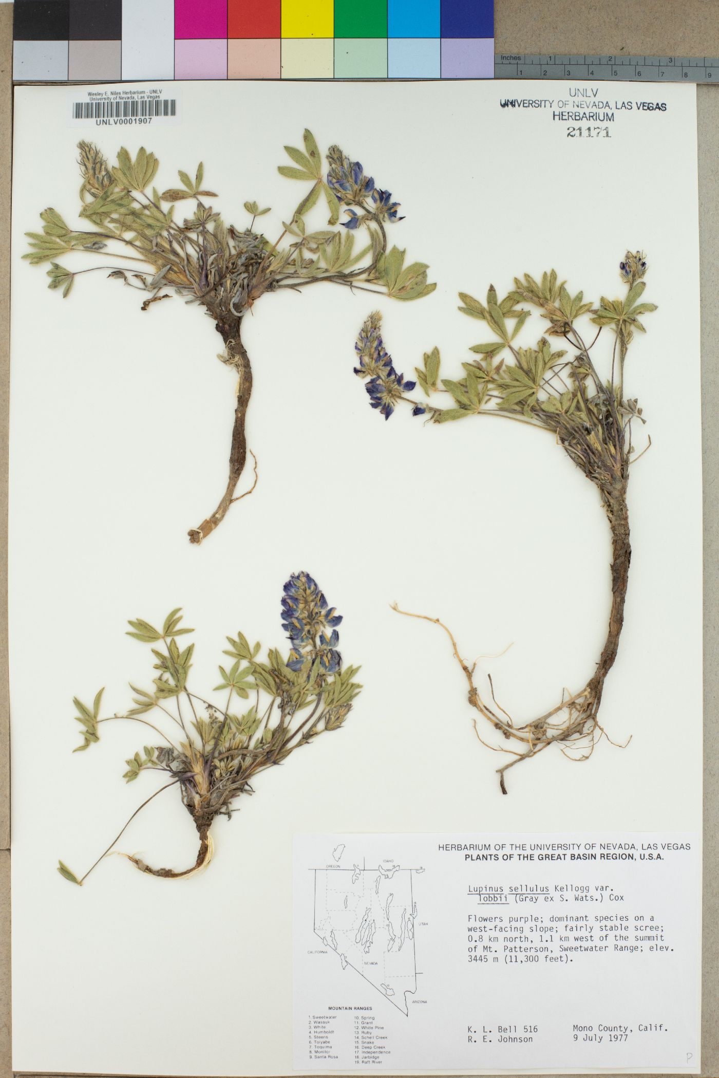 Lupinus sellulus var. lobbii image