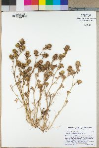 Trifolium lappaceum image