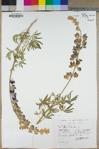 Lupinus excubitus var. hallii image