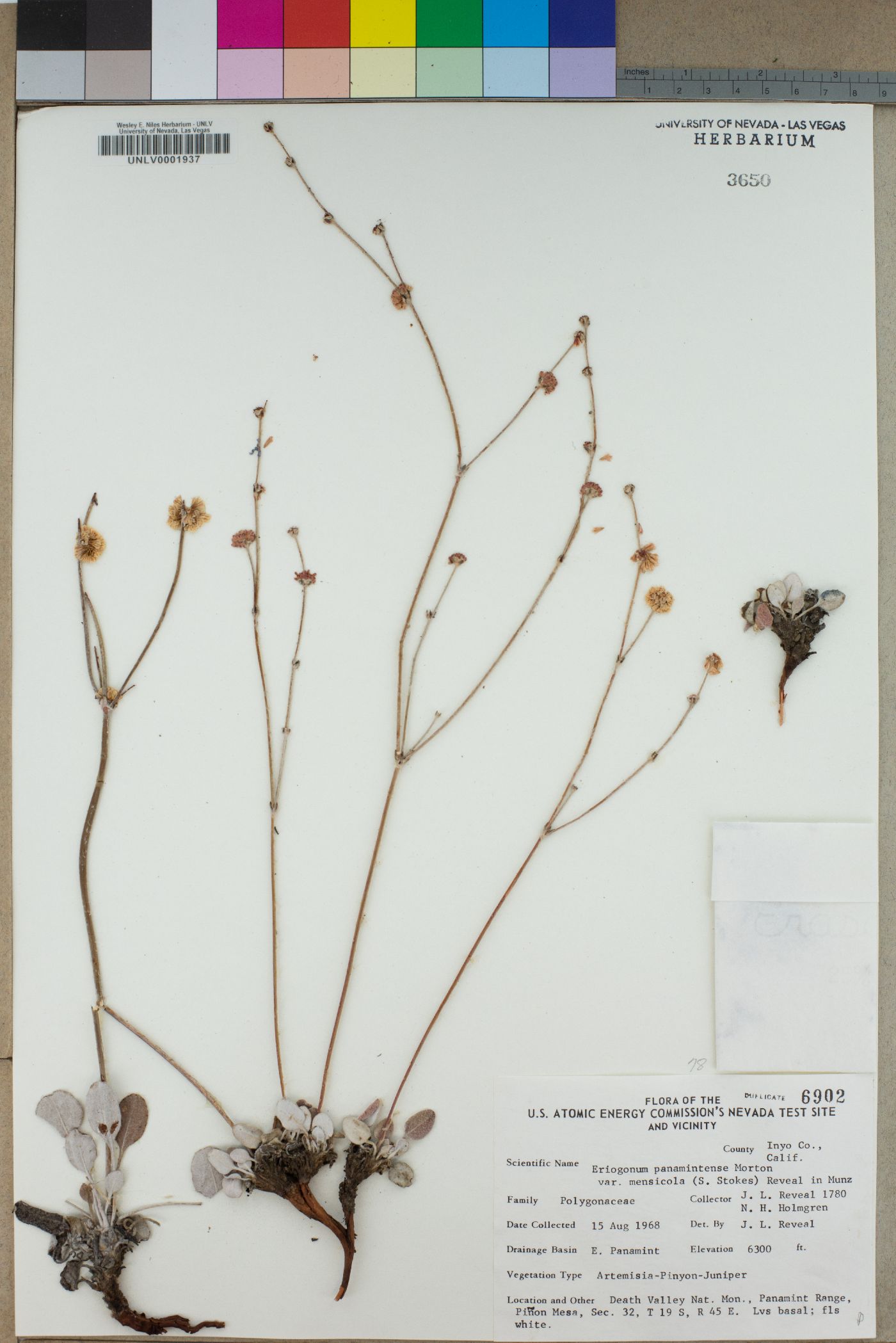Eriogonum panamintense var. mensicola image