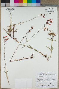 Penstemon rostriflorus image