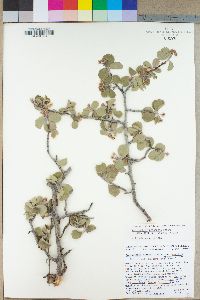 Amelanchier utahensis var. covillei image