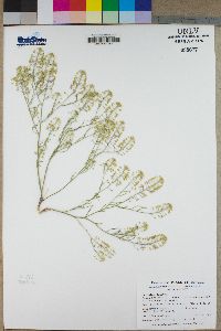 Lepidium montanum image