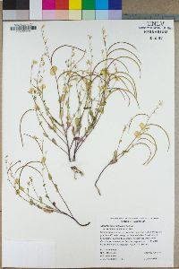 Streptanthus tortuosus var. orbiculatus image