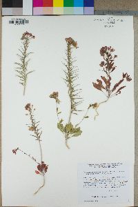 Eremothera boothii image