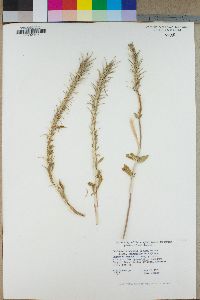 Eremothera boothii image