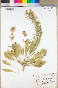 Eremothera boothii image