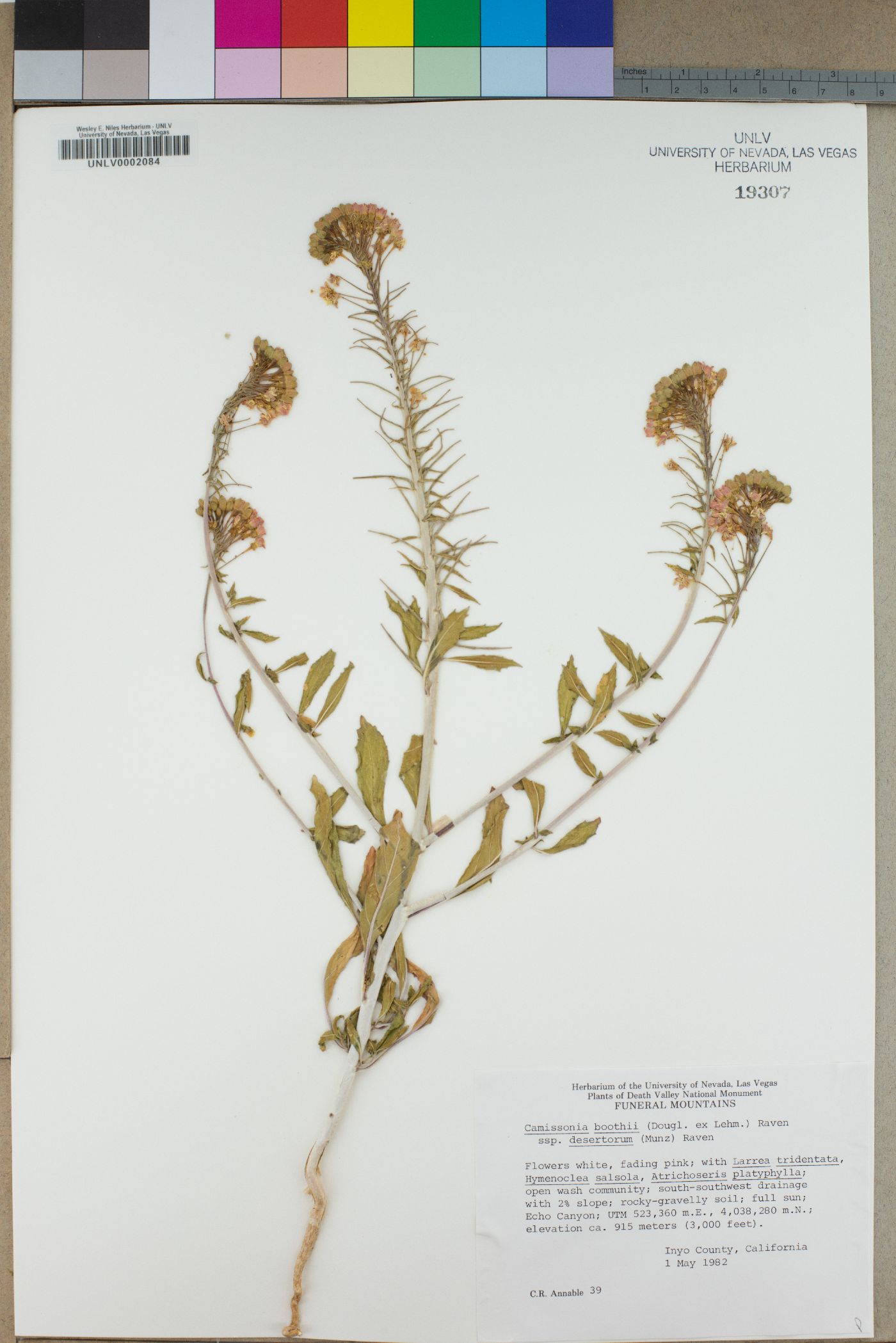 Eremothera boothii var. desertorum image