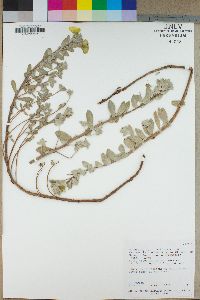 Camissonia cheiranthifolia subsp. suffruticosa image