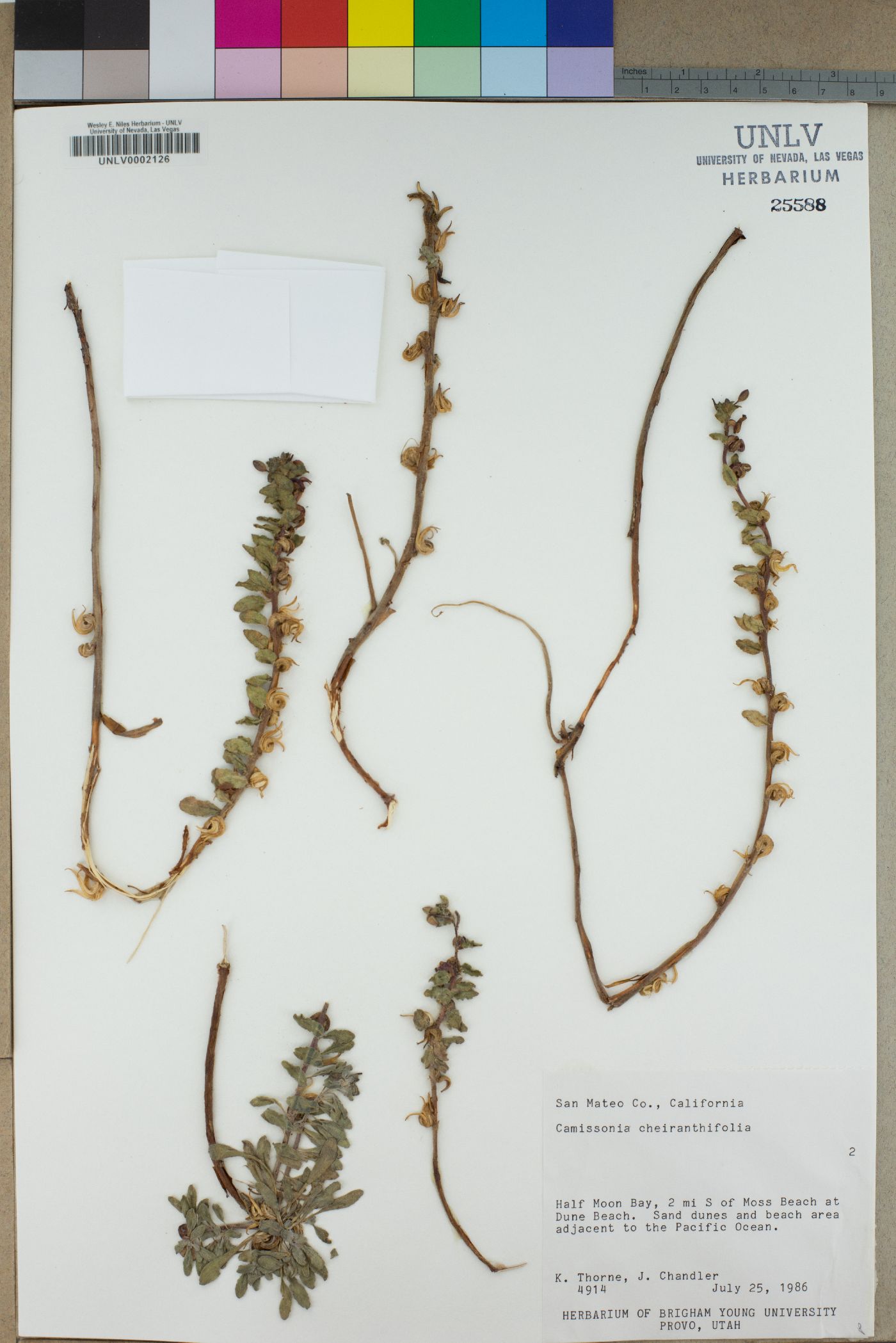 Camissonia cheiranthifolia image