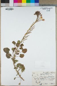 Camissonia cardiophylla subsp. robusta image