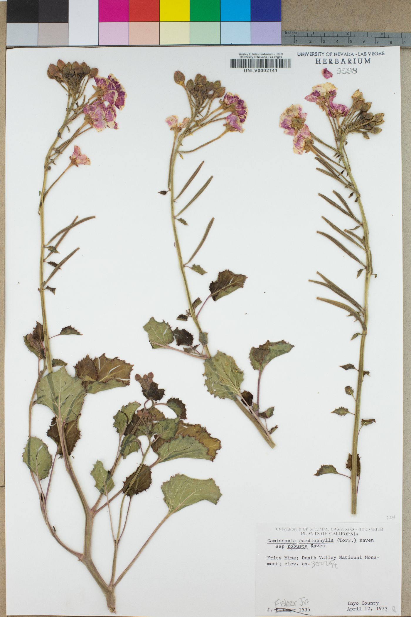 Camissonia cardiophylla subsp. robusta image