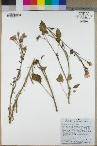 Camissonia cardiophylla image