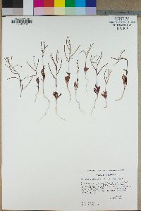 Eremothera chamaenerioides image