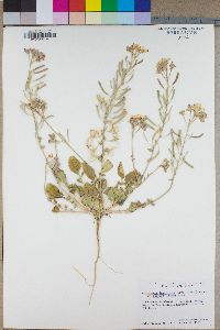 Camissonia claviformis subsp. funerea image