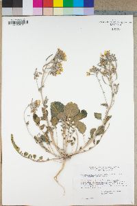 Camissonia claviformis subsp. funerea image