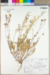 Camissonia claviformis subsp. funerea image